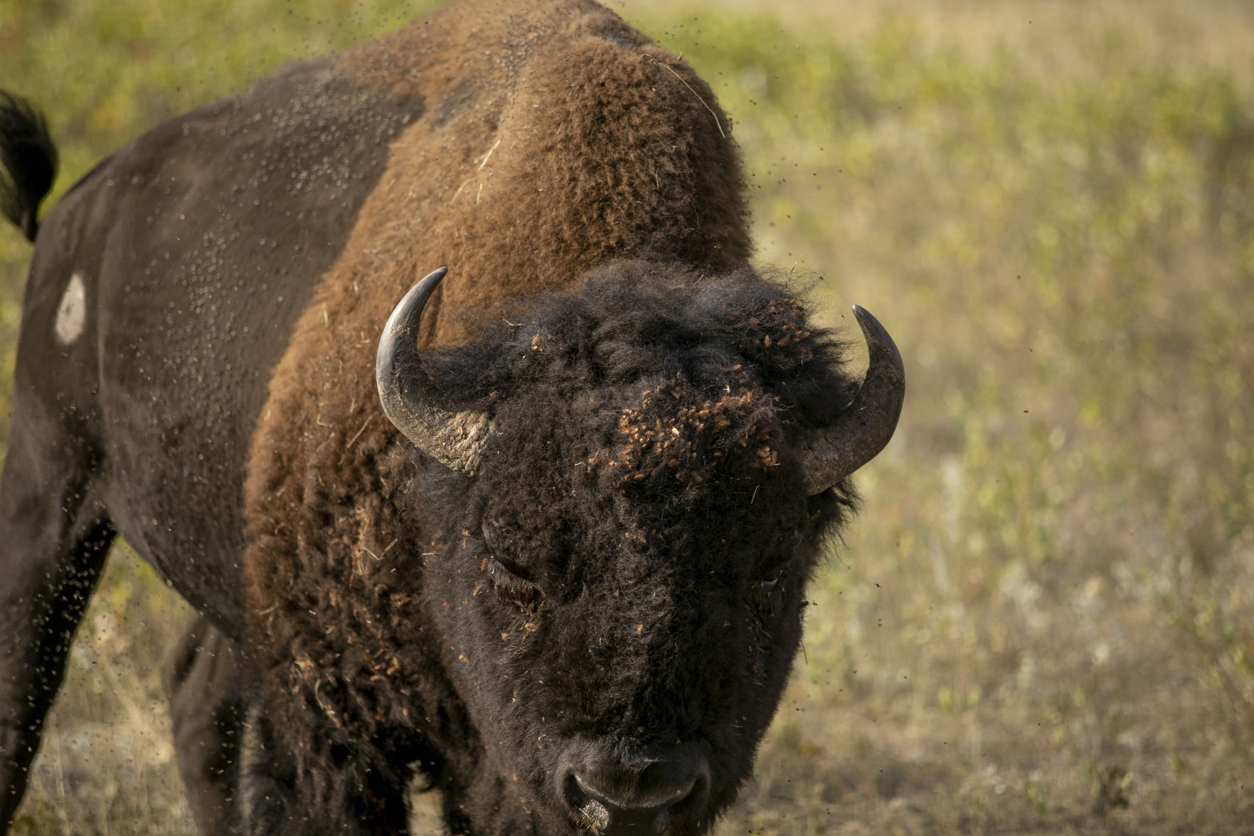 Buffalo Roundup Preview